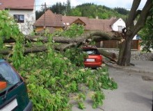 Kwikfynd Tree Cutting Services
farrer