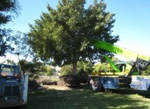 Kwikfynd Tree Management Services
farrer